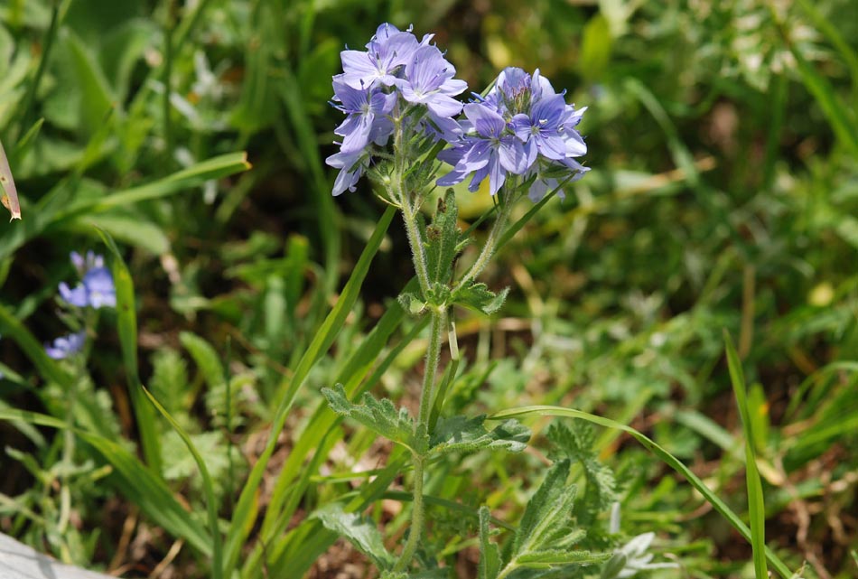 Piante interessanti dal P. Naz. D''Abruzzo